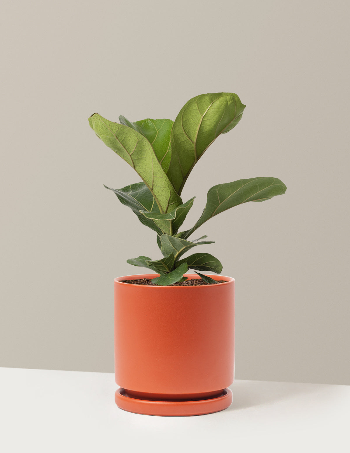 Fiddle Leaf Fig Bush