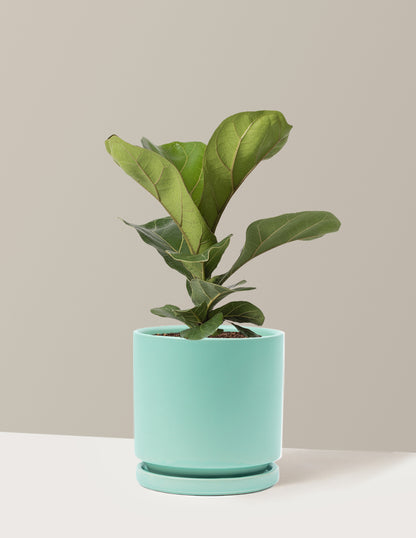Fiddle Leaf Fig