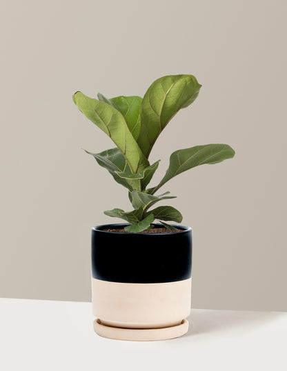 Fiddle Leaf Fig Bush