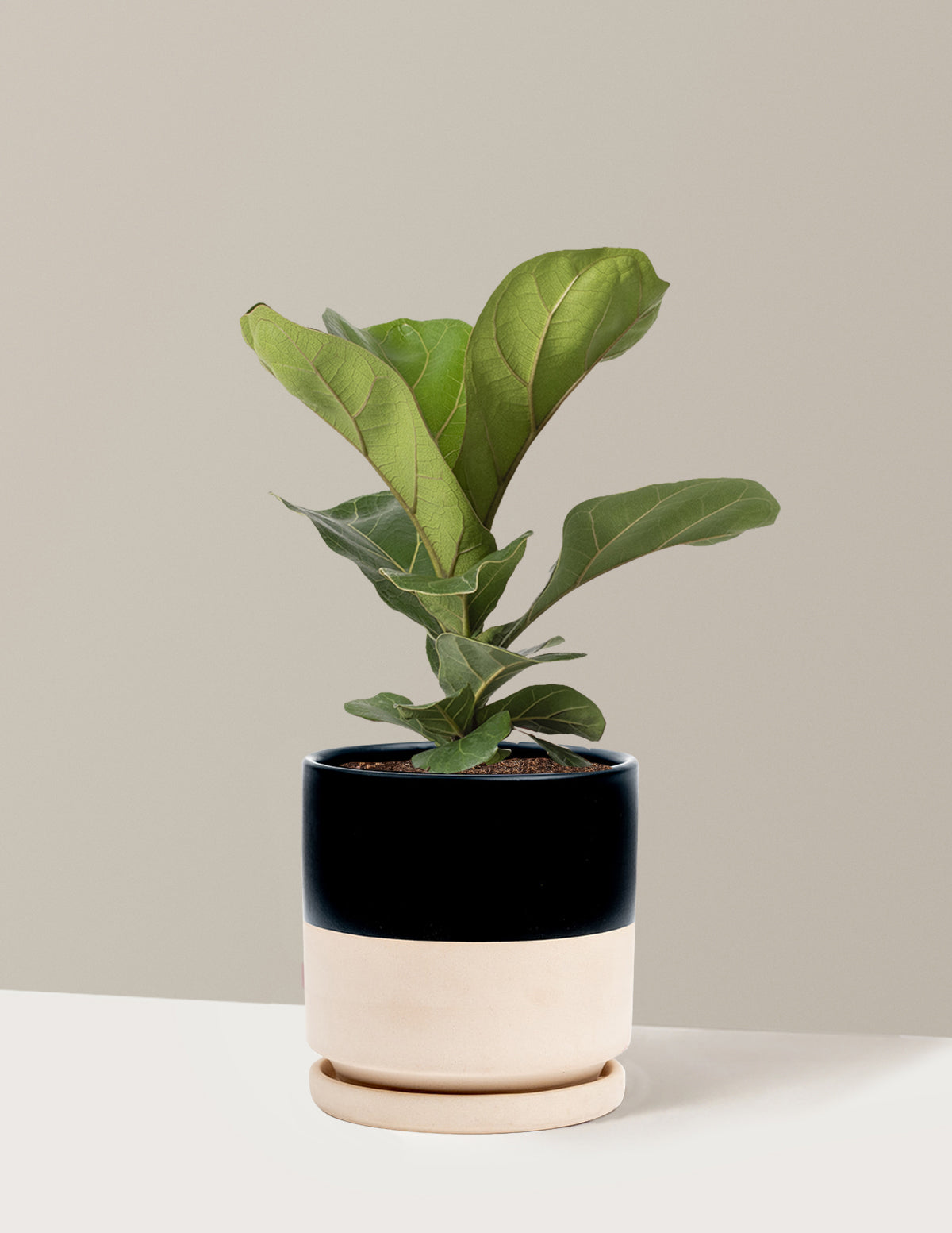 Fiddle Leaf Fig