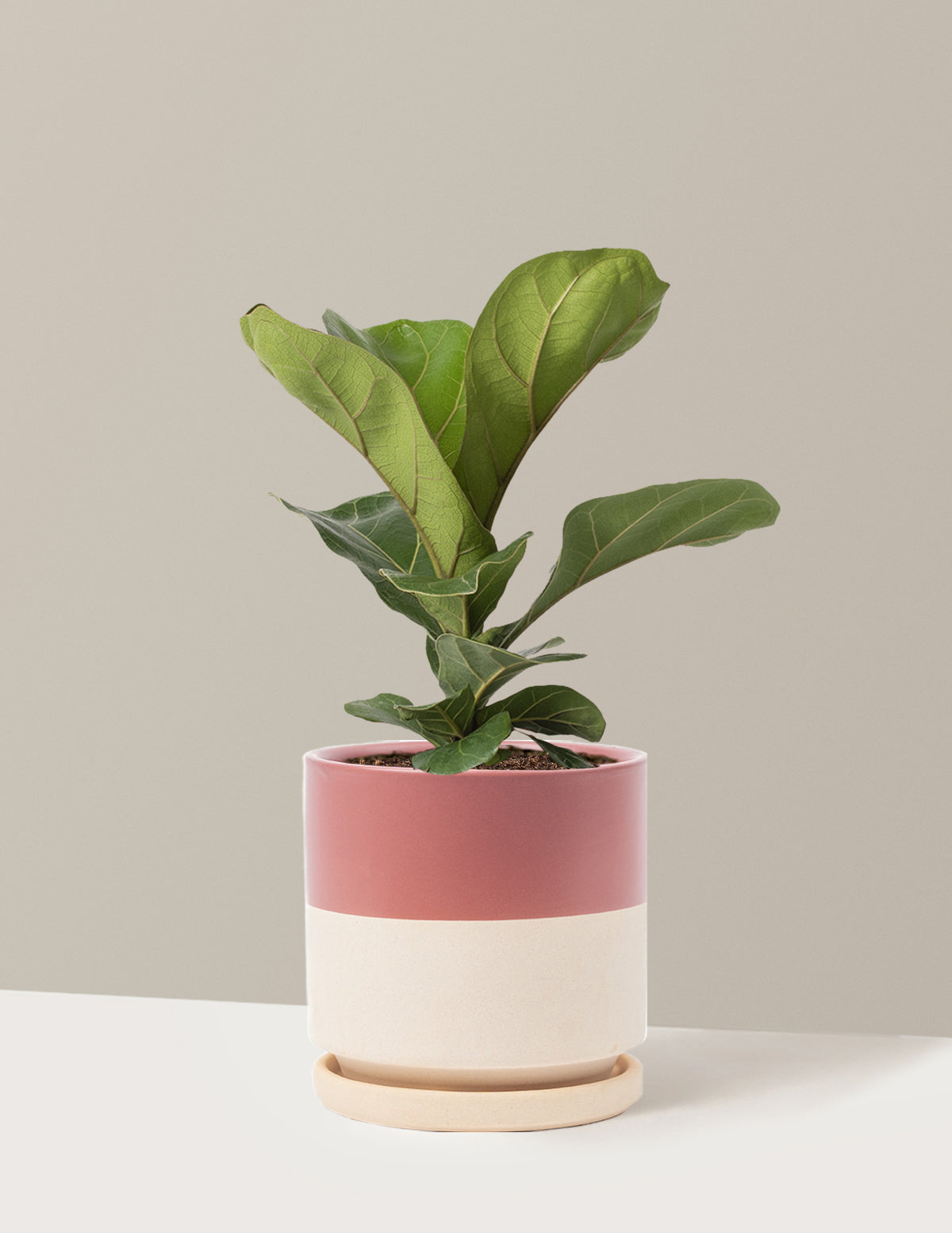 Fiddle Leaf Fig