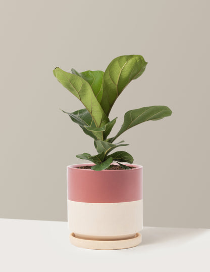 Fiddle Leaf Fig