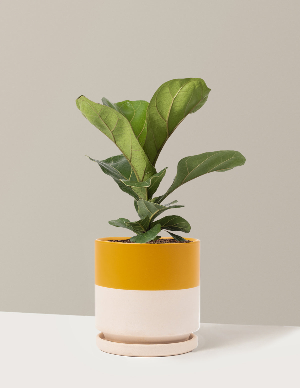 Fiddle Leaf Fig