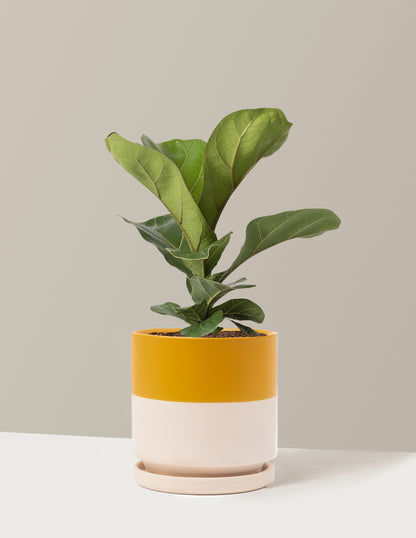 Fiddle Leaf Fig
