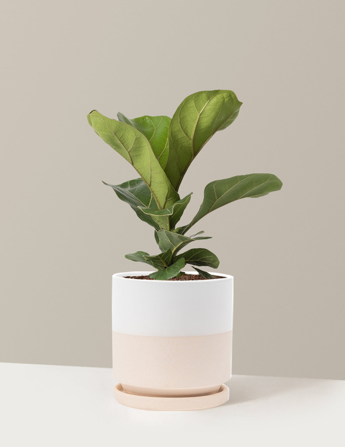 Fiddle Leaf Fig Bush