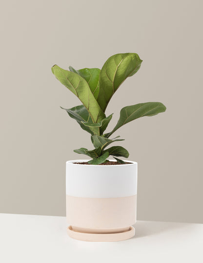 Fiddle Leaf Fig Bush