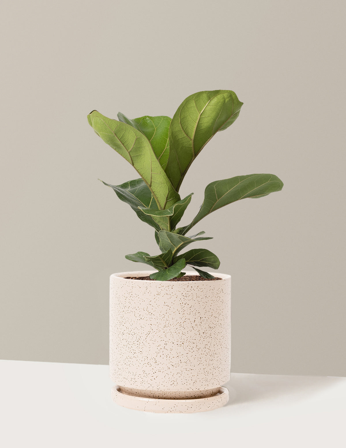 Fiddle Leaf Fig