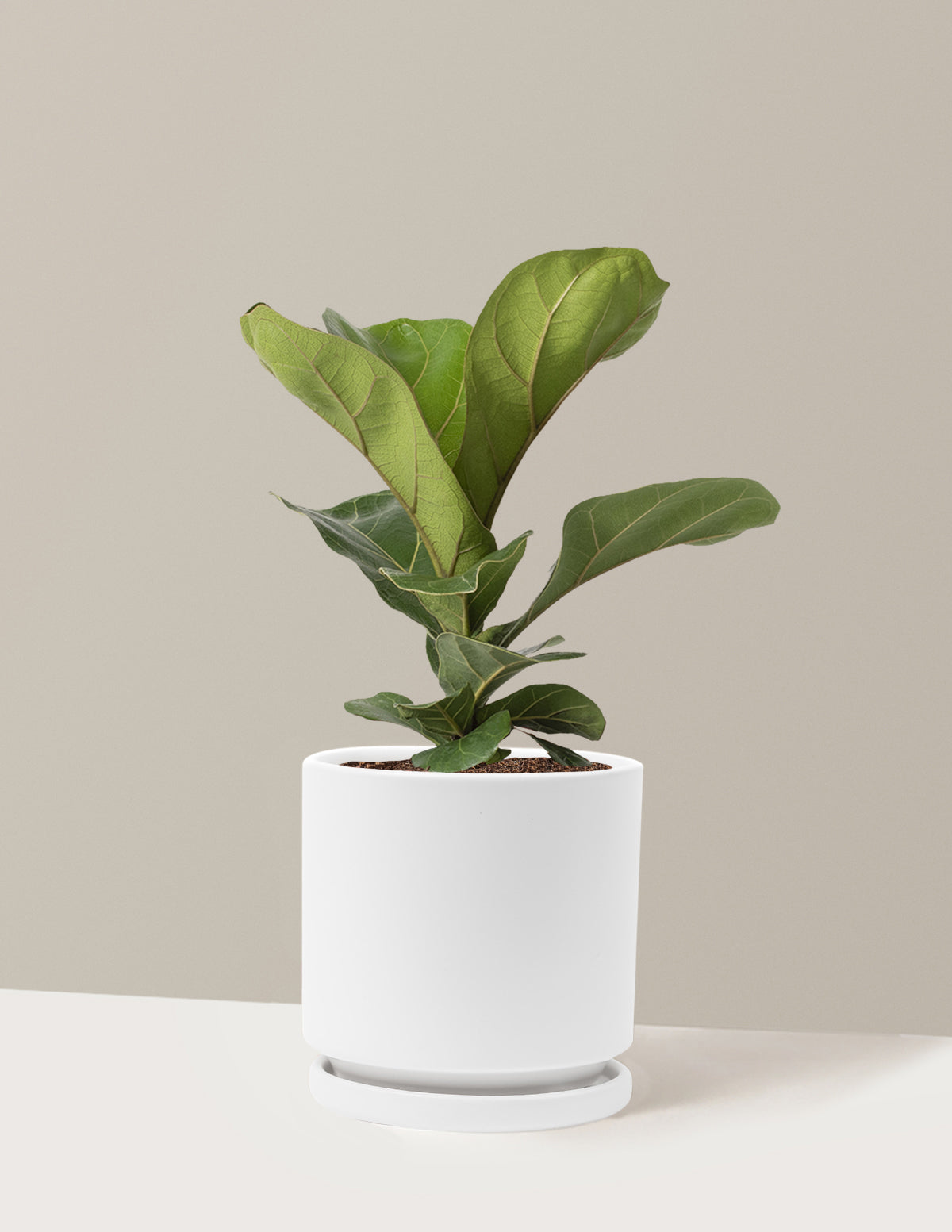 Fiddle Leaf Fig