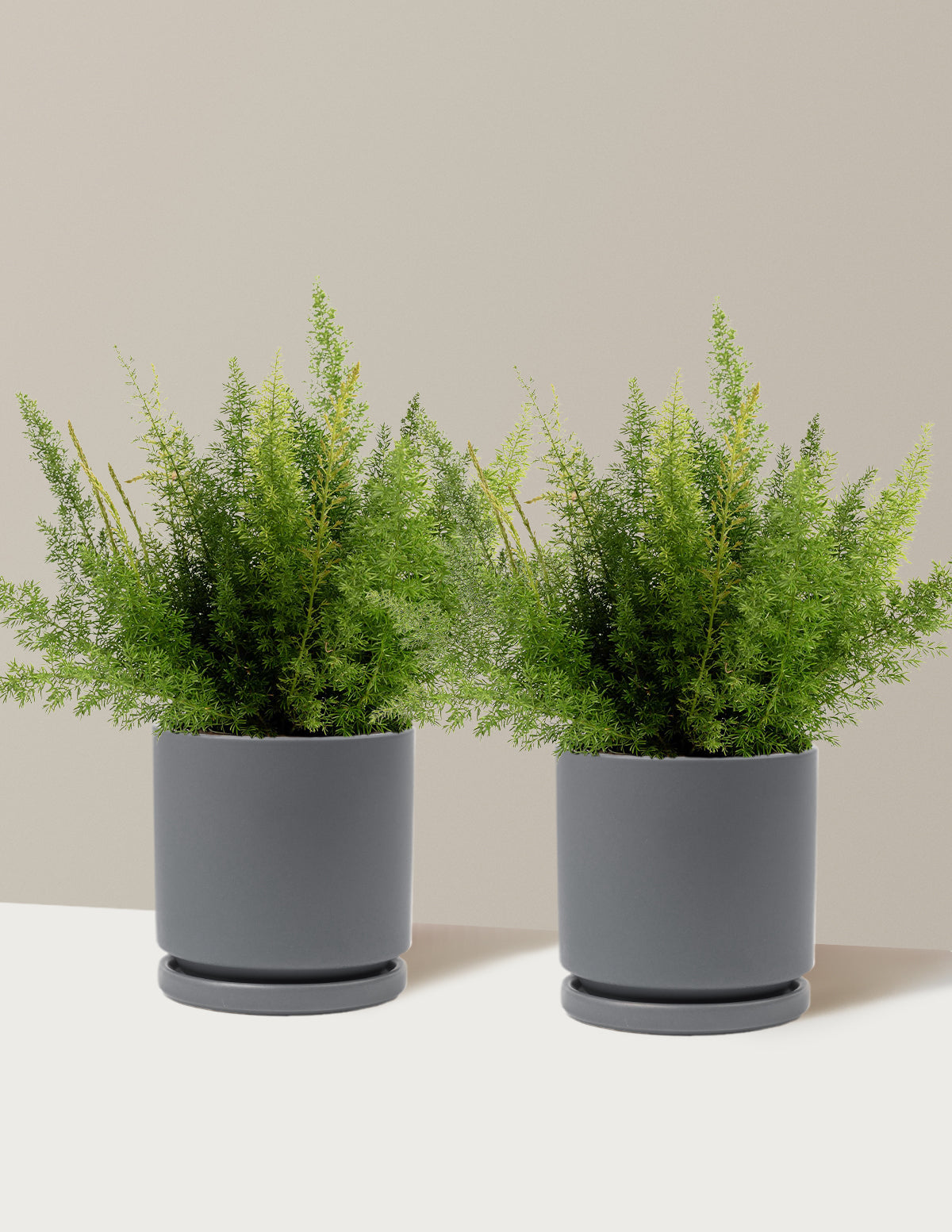 bundle | 1 Gallon - 2-Pack | Isabella | Granite