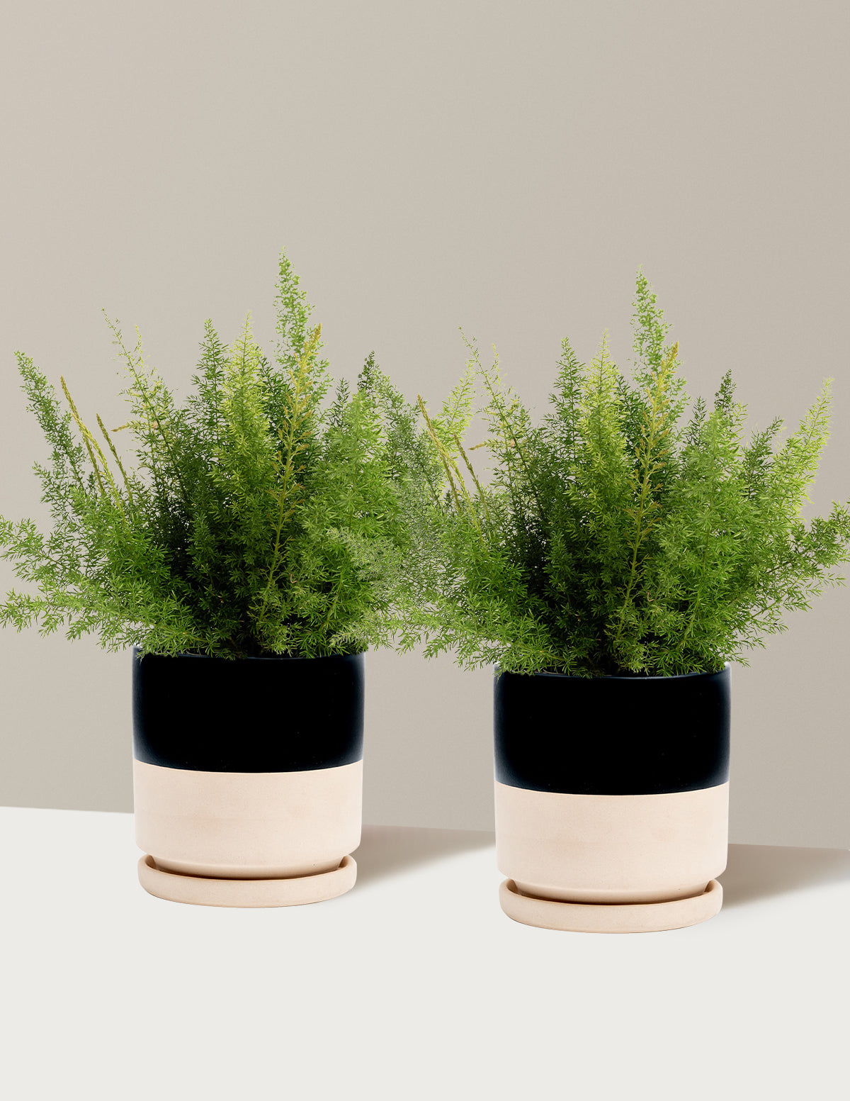 bundle | 1 Gallon - 2-Pack | Isabella | Top Half Black