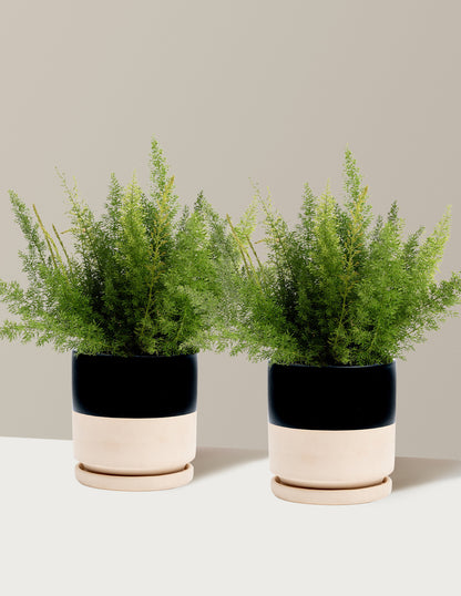 Foxtail Fern