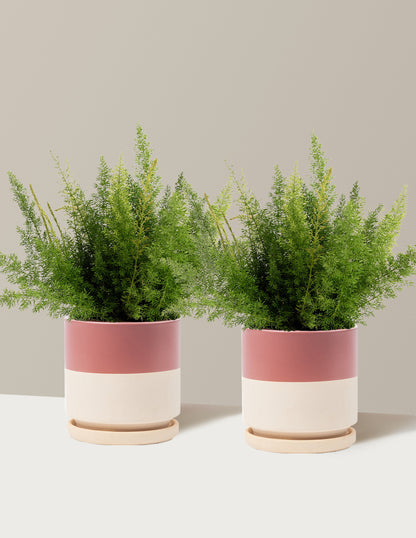 Foxtail Fern