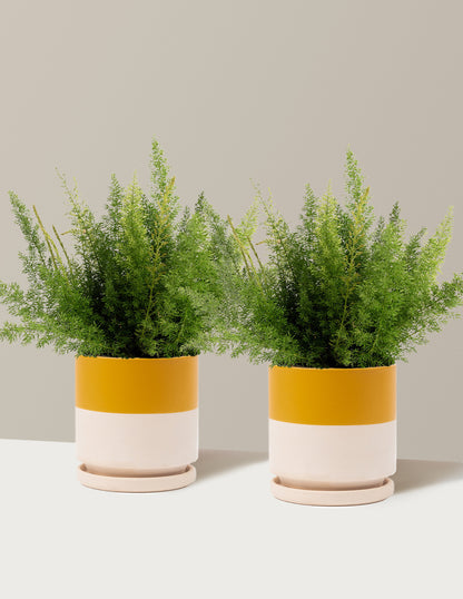 Foxtail Fern