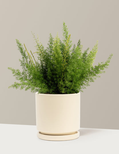 Foxtail Fern