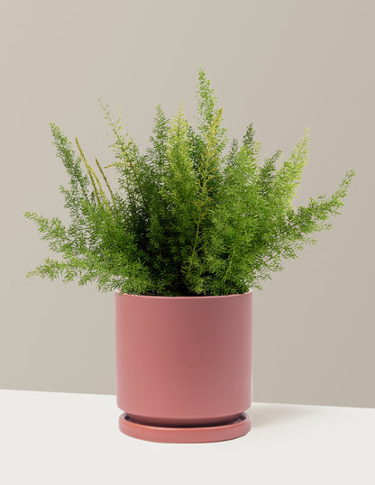 Foxtail Fern