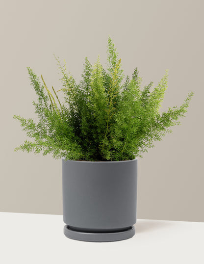 Foxtail Fern