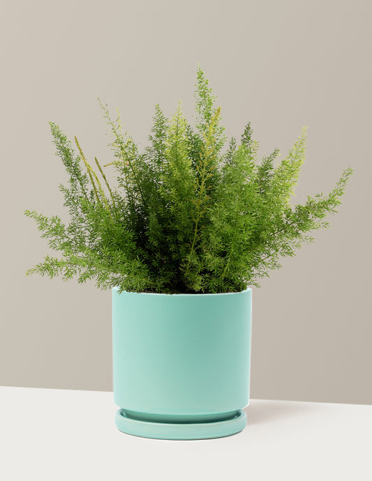 Foxtail Fern