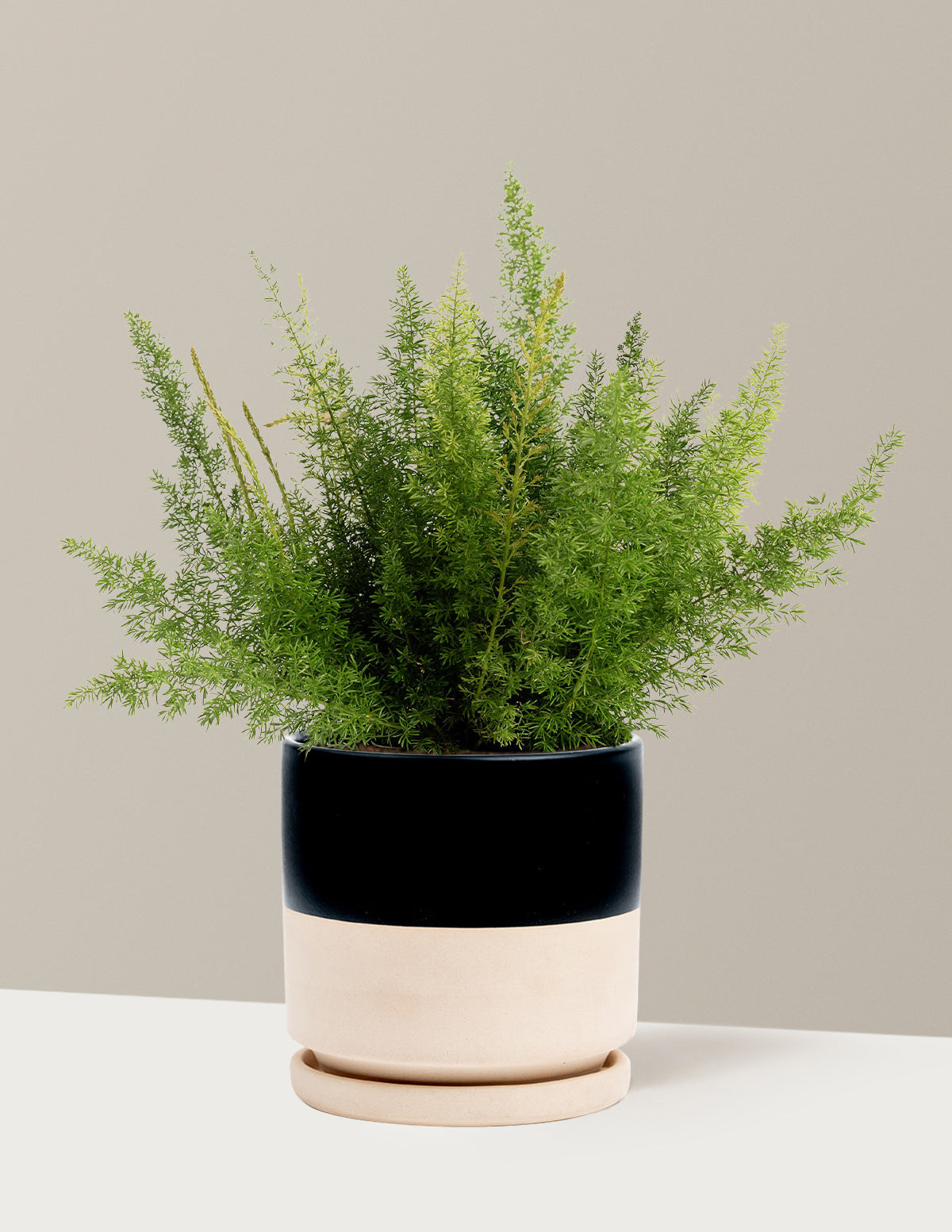 bundle | 1 Gallon - Single | Isabella | Top Half Black