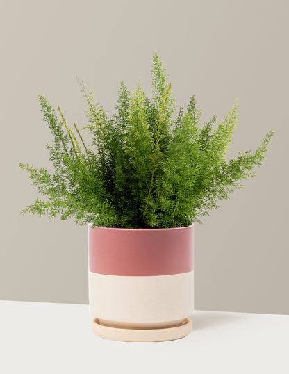 Foxtail Fern