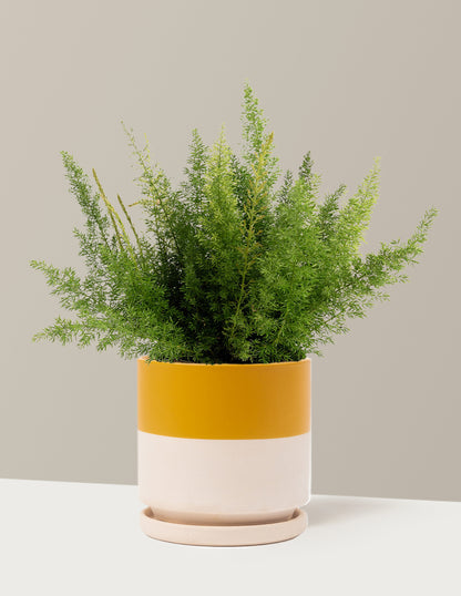 Foxtail Fern