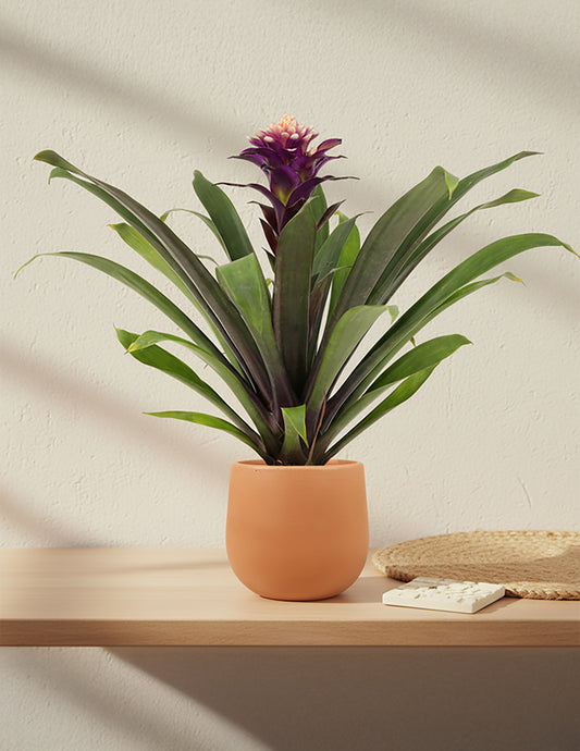 Bromeliad Guzmania Francesca