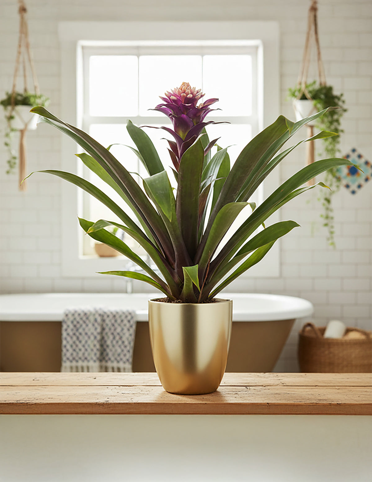 is guzmania an indoor plant Bromeliad Guzmania Francesca