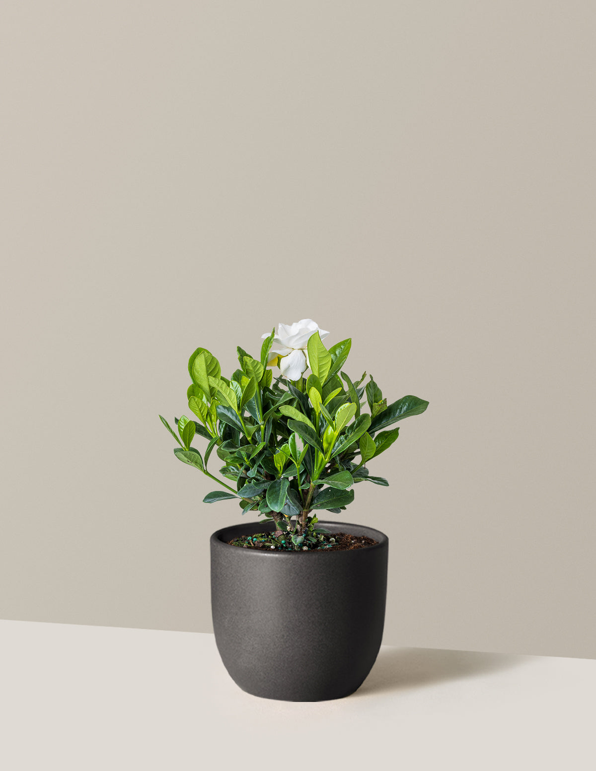 are gardenias indoor plants Gardenia Bush