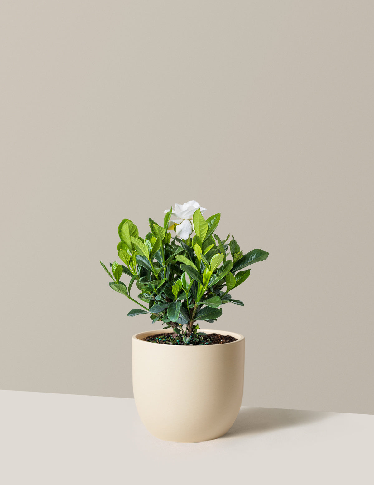 Gardenia Bush