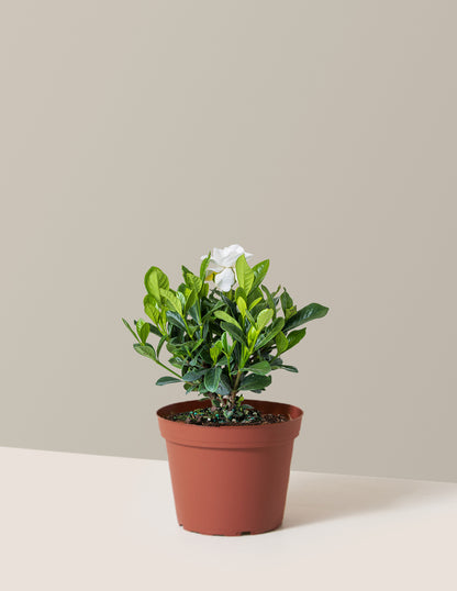 Gardenia Bush