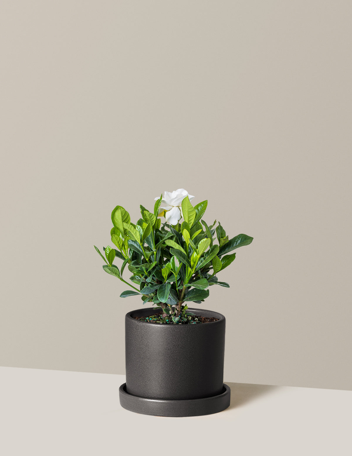 Gardenia Bush