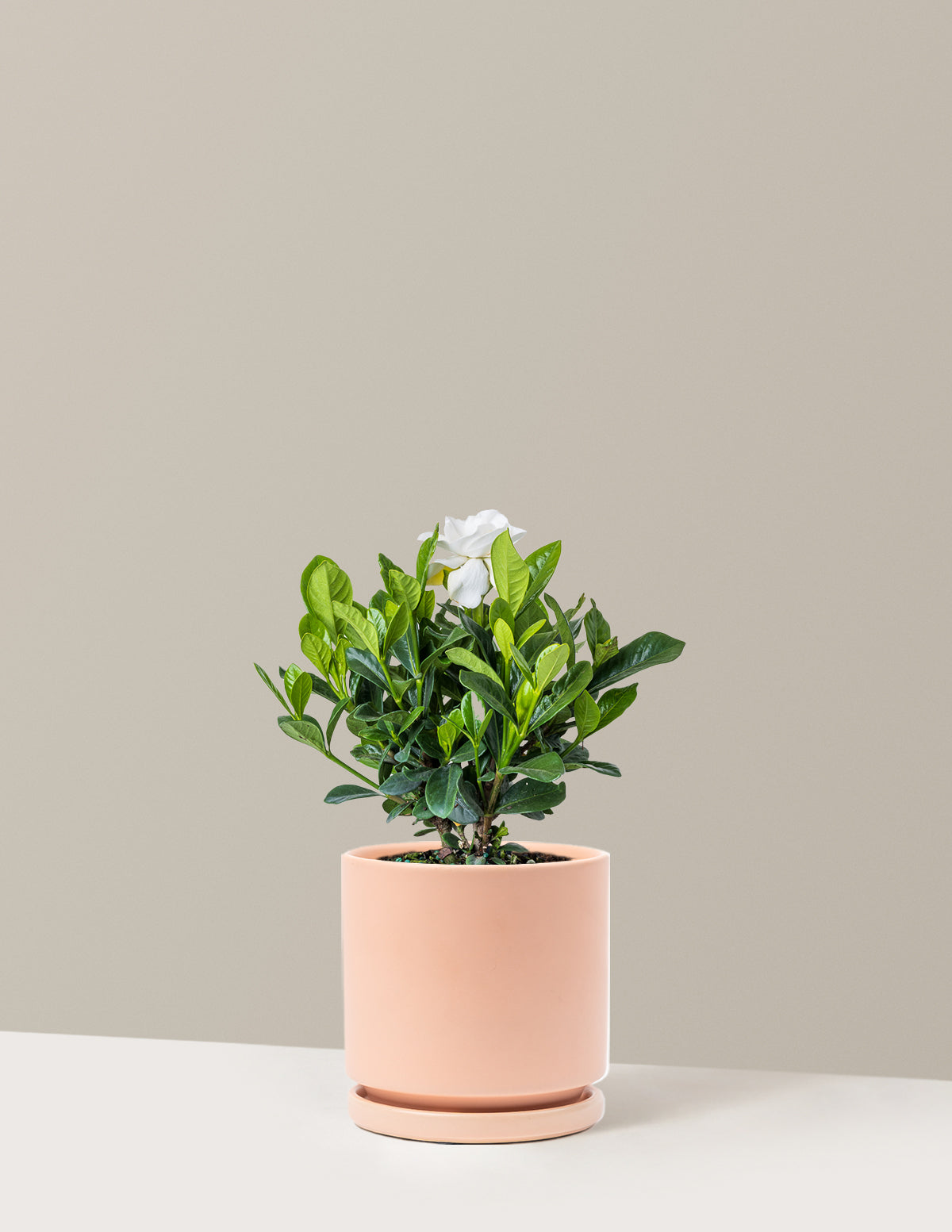 Gardenia Bush