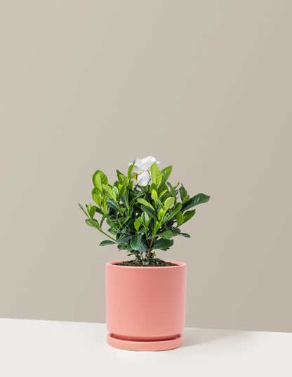 is gardenia an indoor plant Gardenia Bush | Unique Plants for Delivery