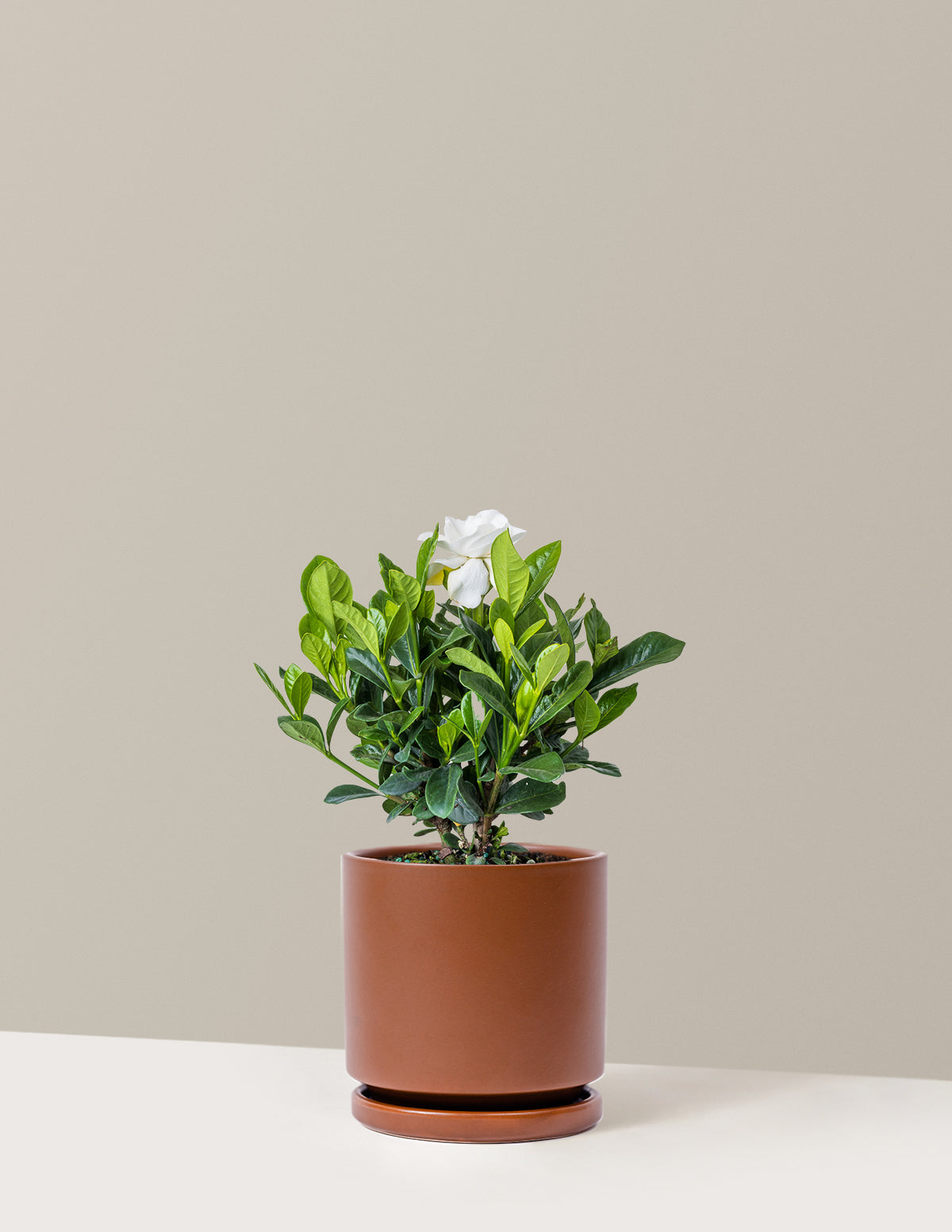 Gardenia Bush