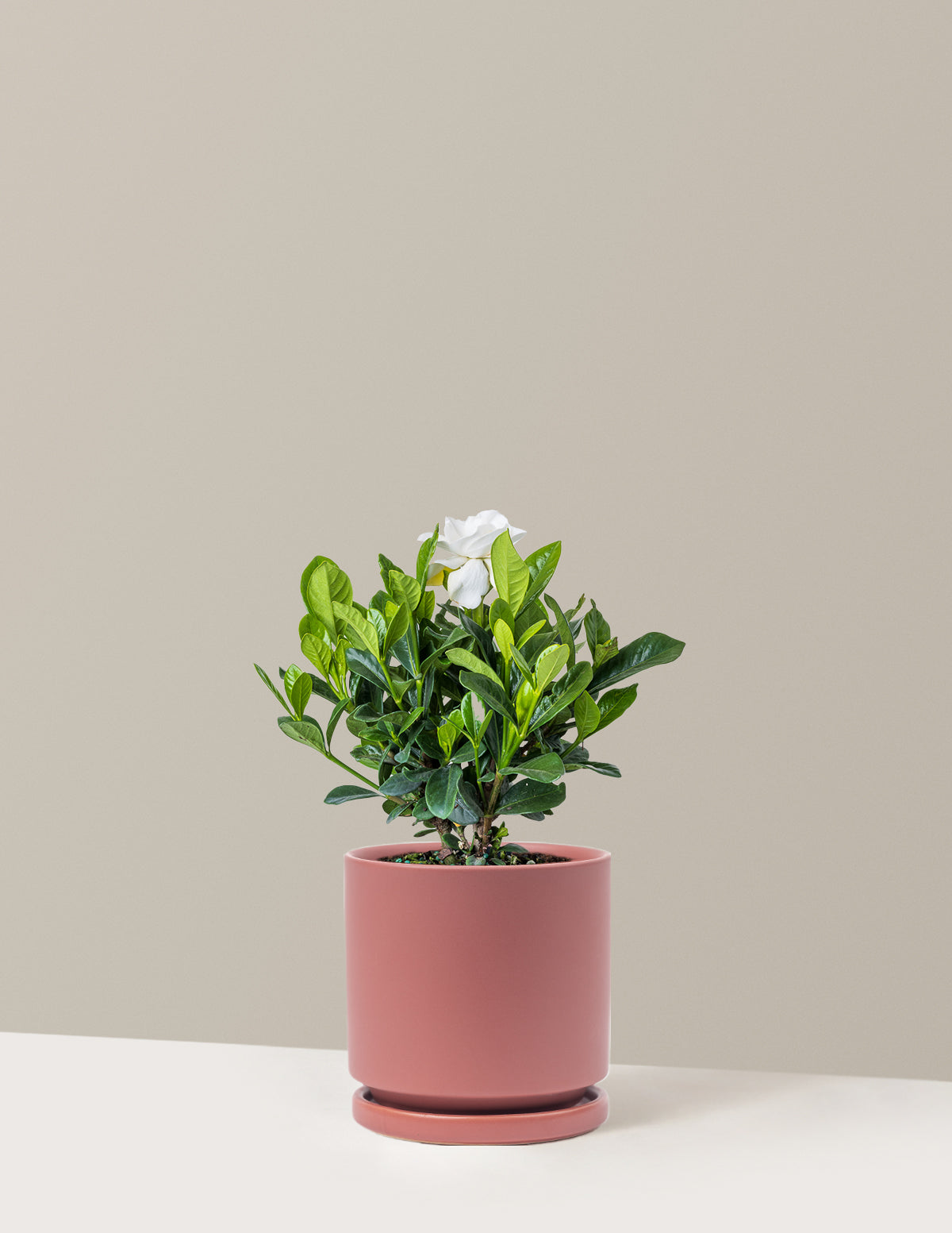 Gardenia Bush