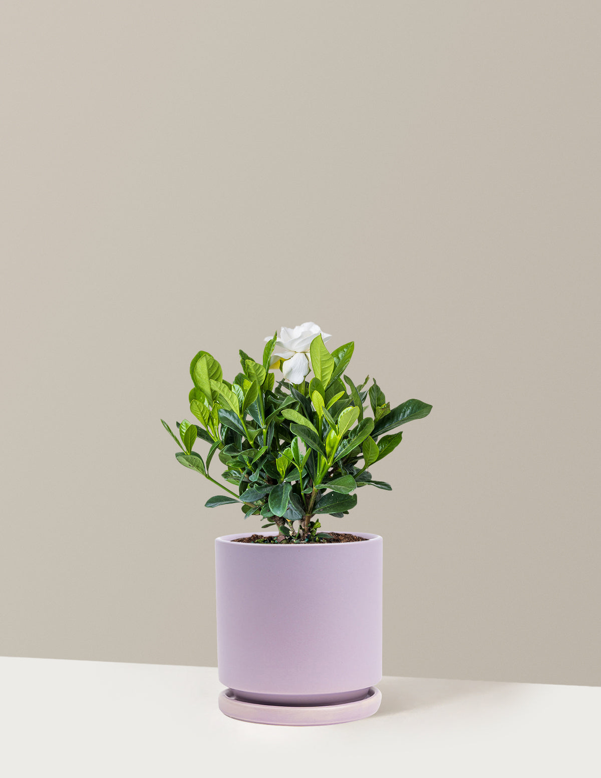The Sill Gardenia Bush - Thumbnail 3
