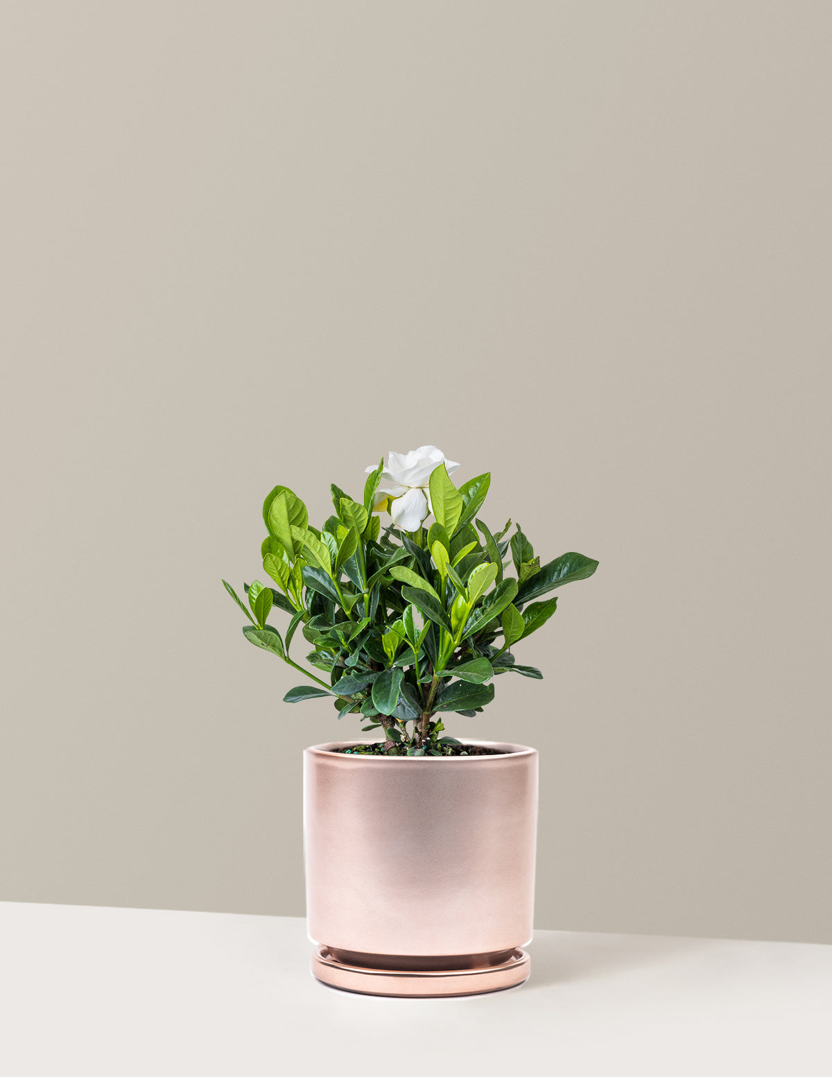 Gardenia Bush