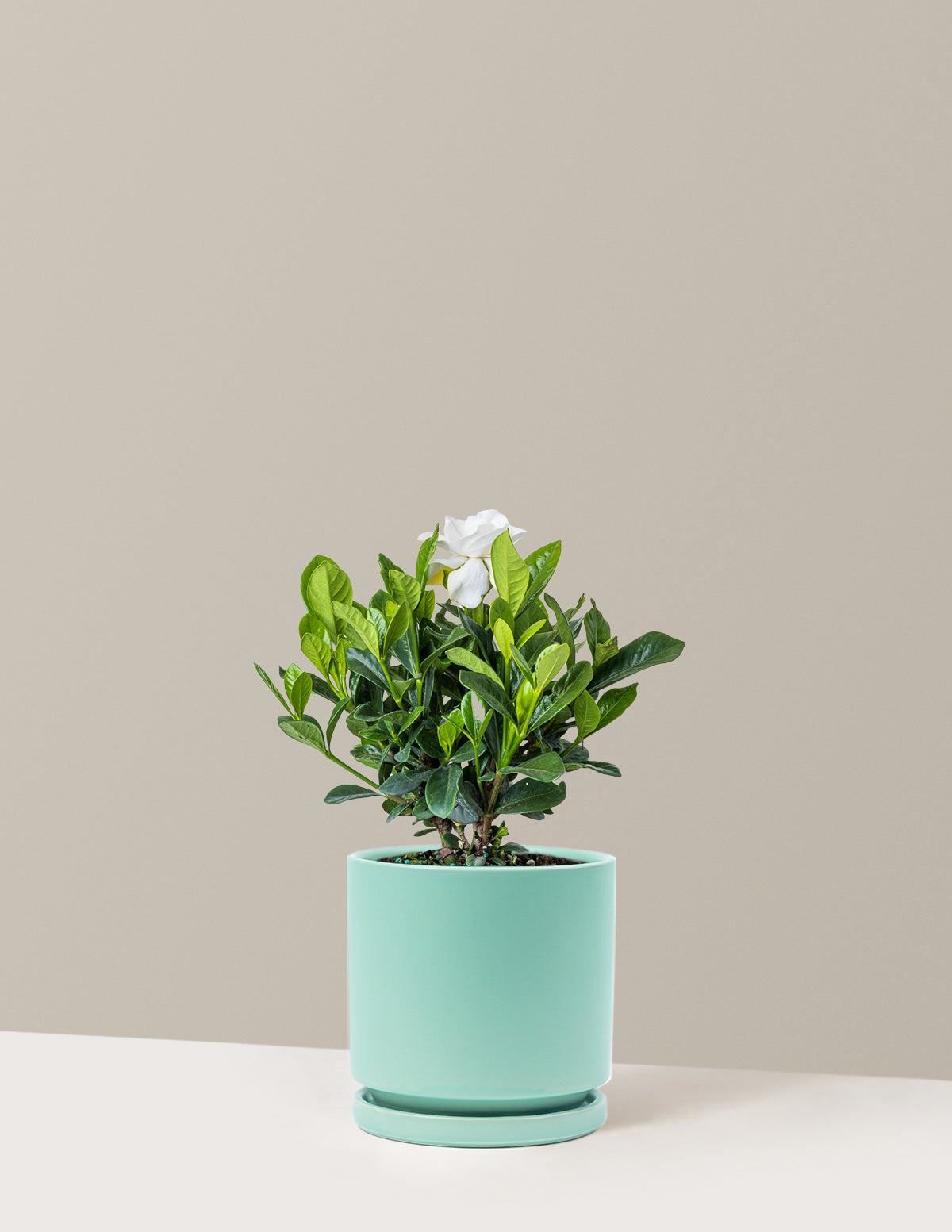Gardenia Bush