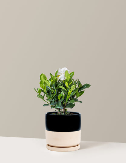 gardenia house plant for sale Gardenia Bush Houseplant with Planter - Medium (9-12" tall) Bubblegum Planter