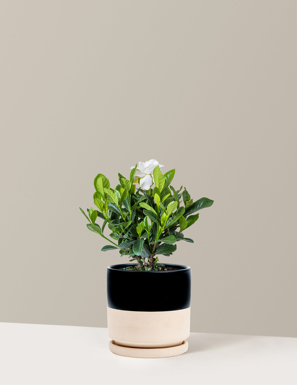 Gardenia Bush