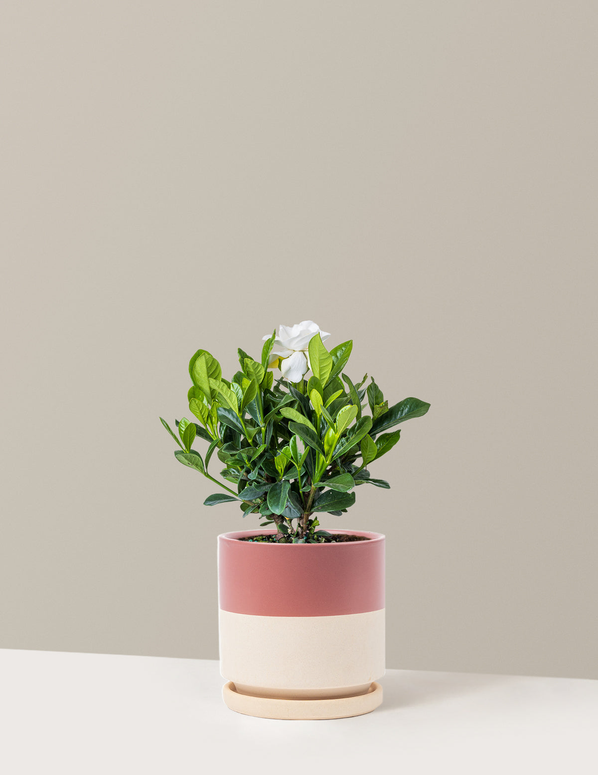 Gardenia Bush