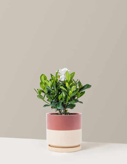 Gardenia Bush