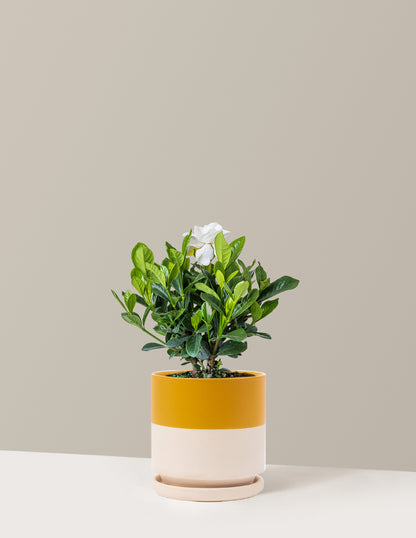 can you plant gardenias in a pot Gardenia Bush | Unique Plants for Delivery