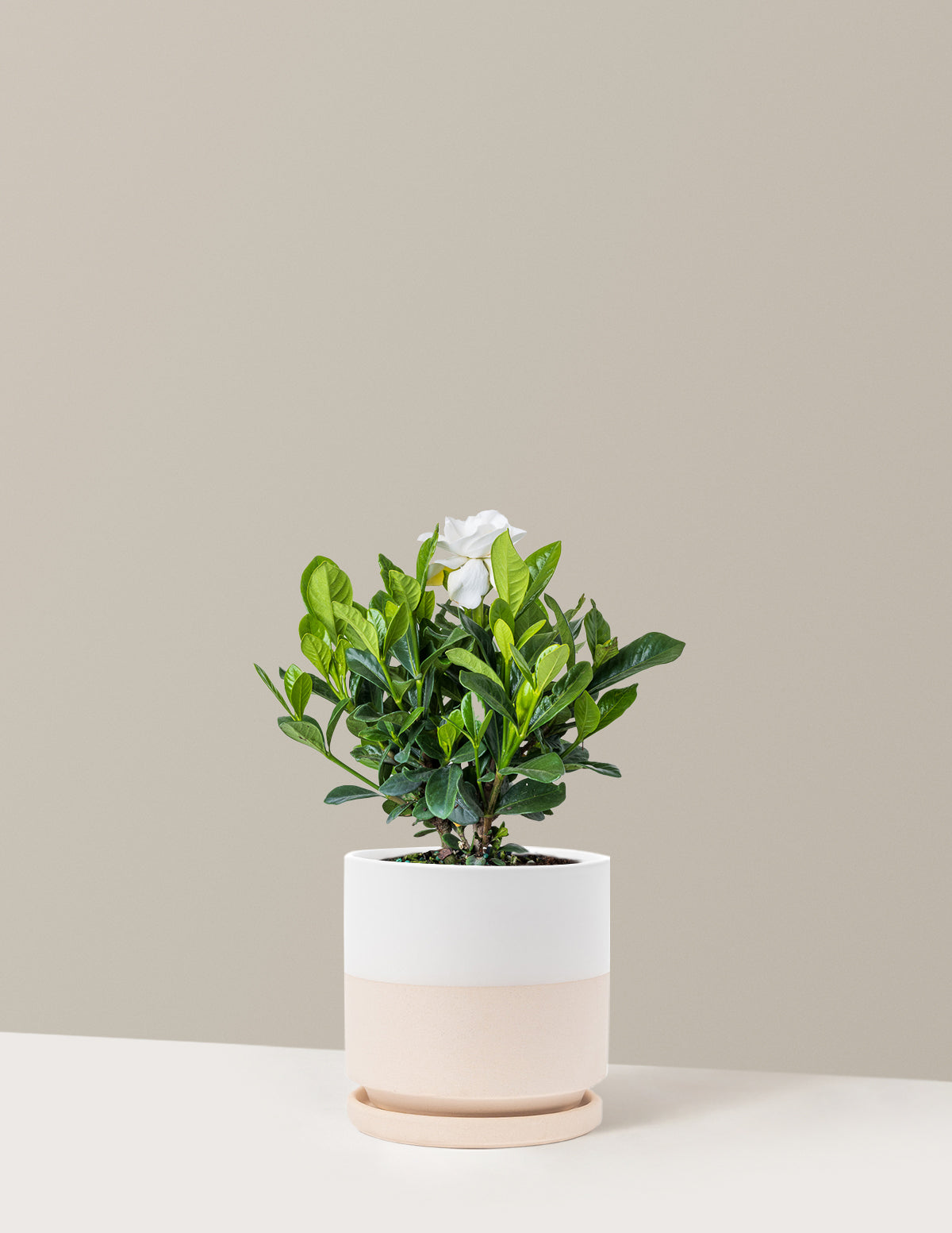 Gardenia Bush