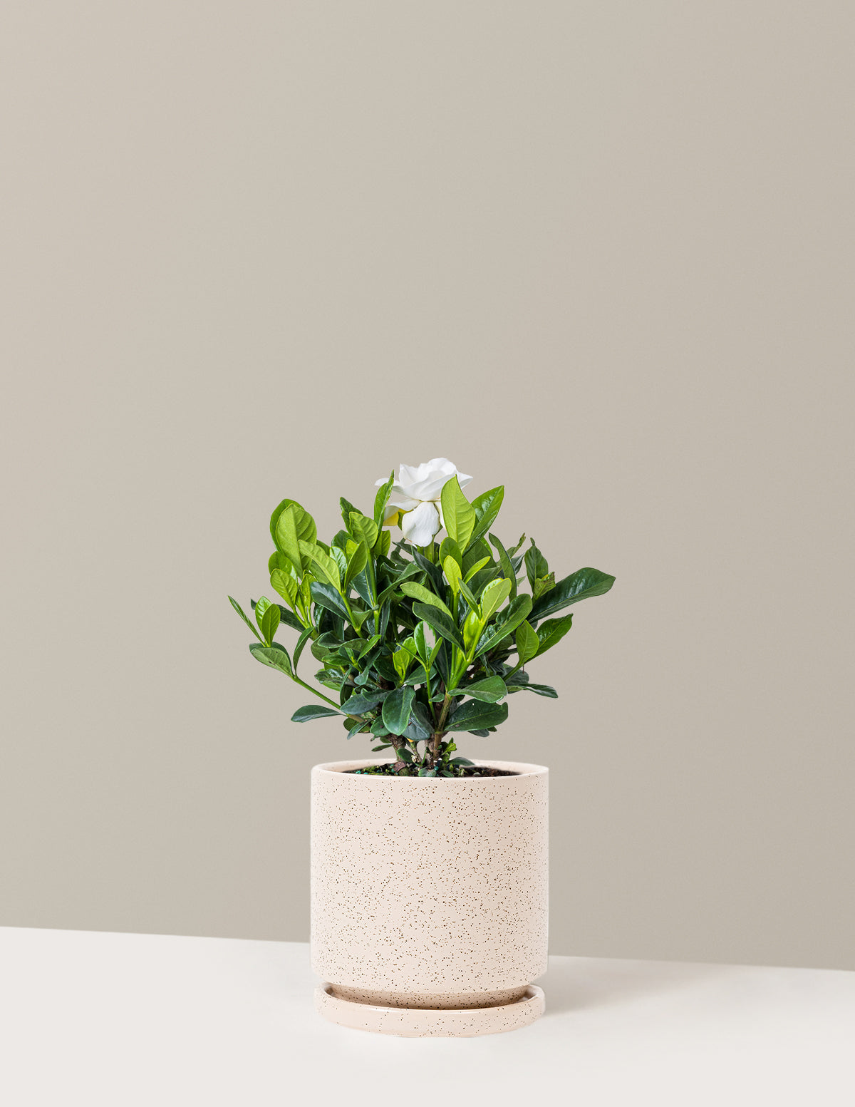 bundle | Medium | Isabella | White Sesame