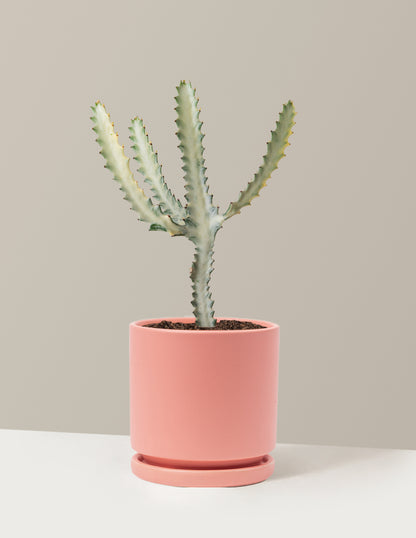 Euphorbia White Ghost