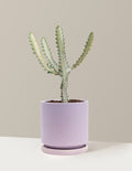bundle | Medium | Isabella | Lavender