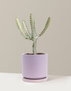 bundle | Medium | Isabella | Lavender