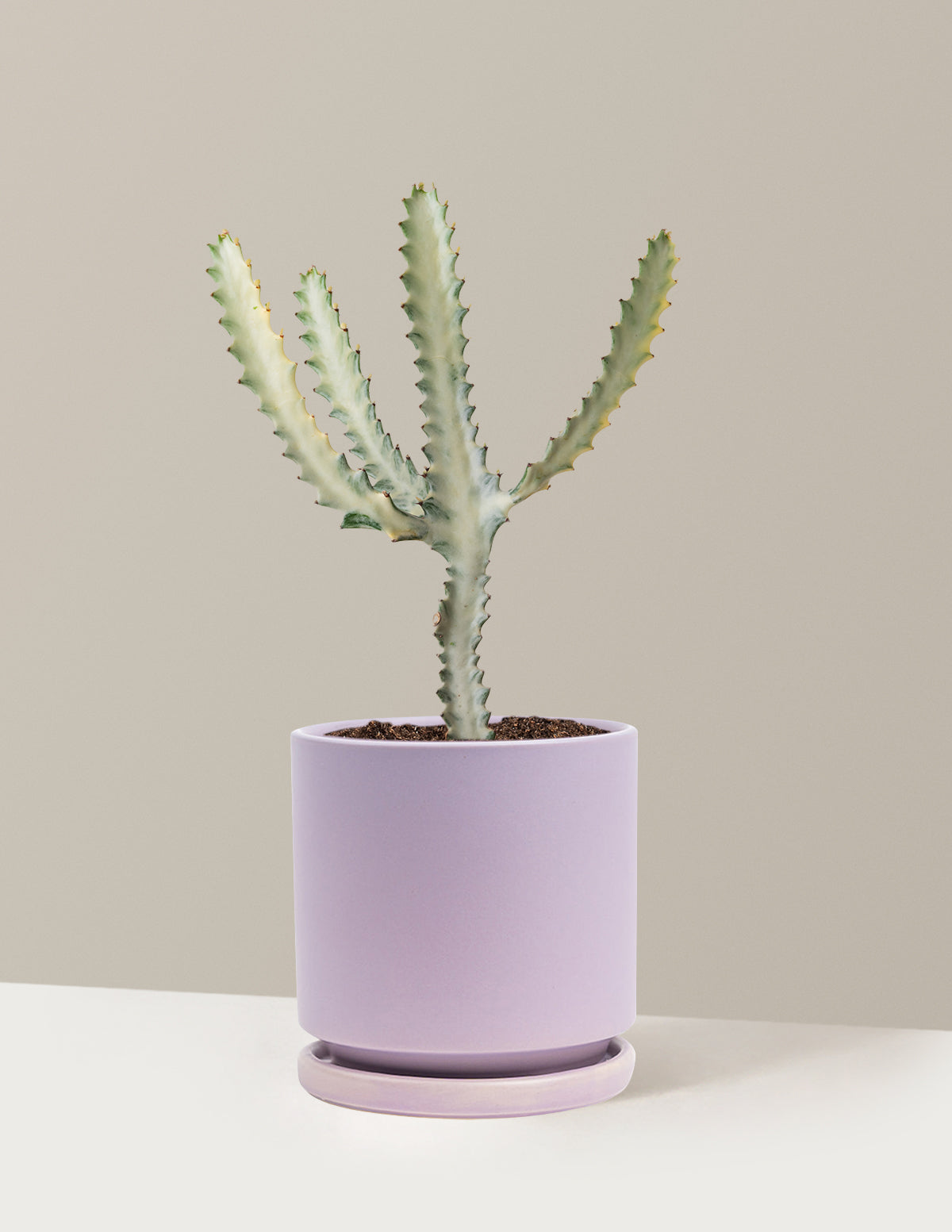 Euphorbia White Ghost