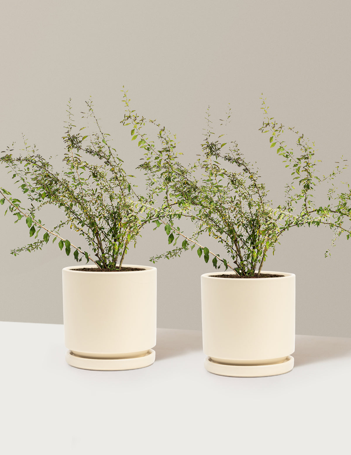 bundle | 1 Gallon - 2-Pack | Isabella | Almond
