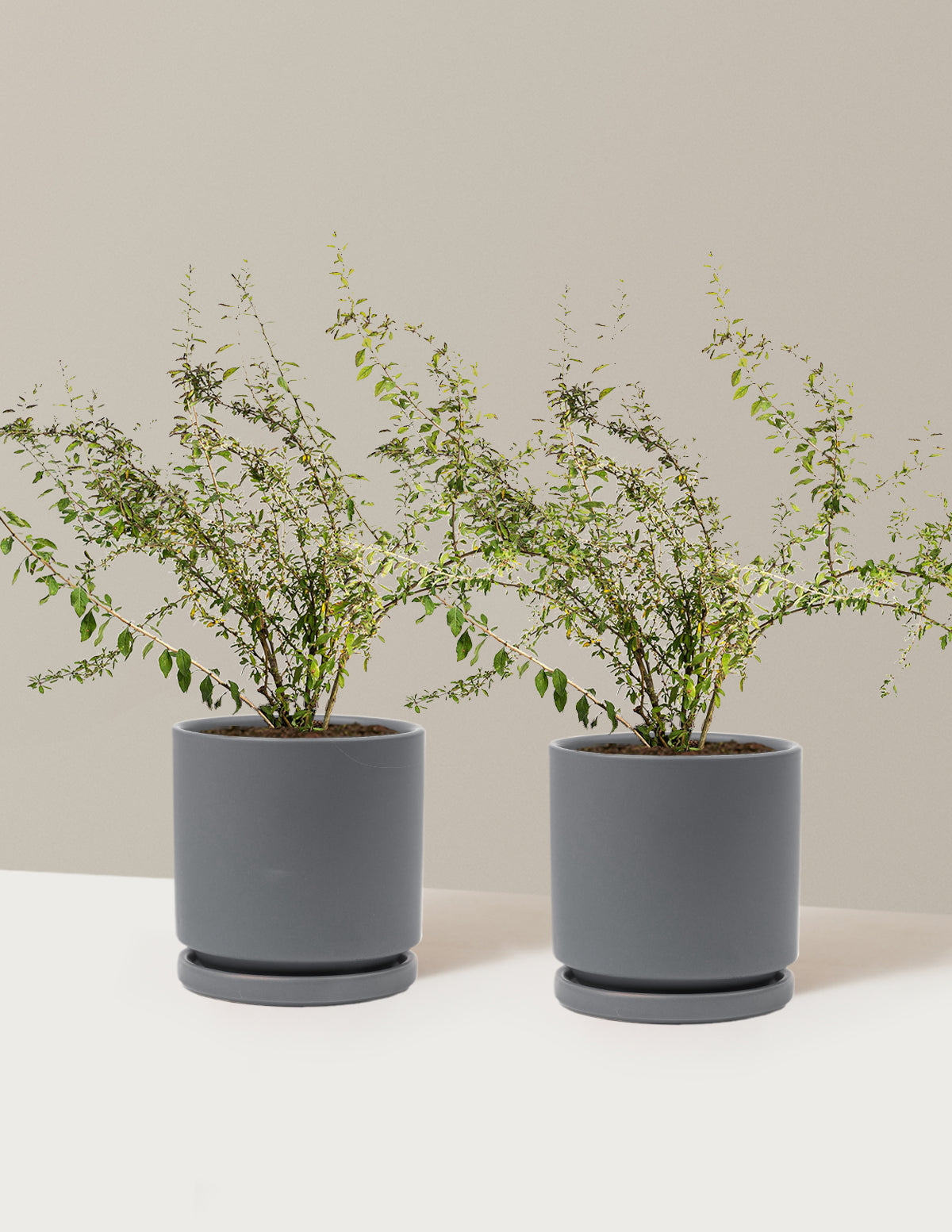 bundle | 1 Gallon - 2-Pack | Isabella | Granite